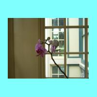 Conservatory 015.jpg